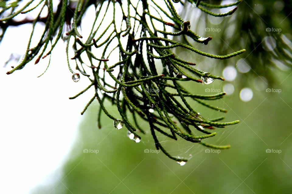 waterdrops forming on evergreen tips.