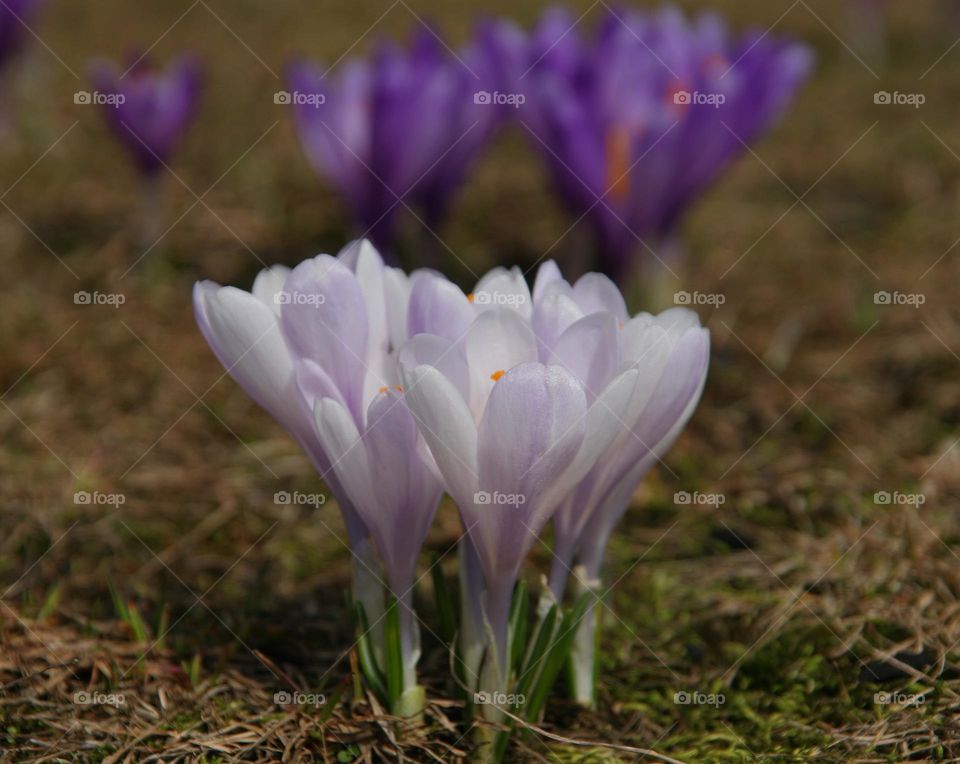 White crocuses on foreground and out of focus purple crocuses on background