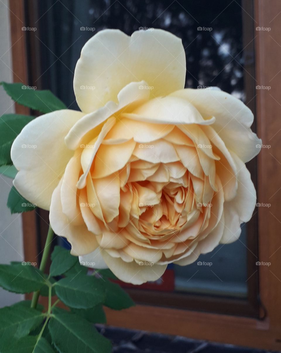 golden rose by the window