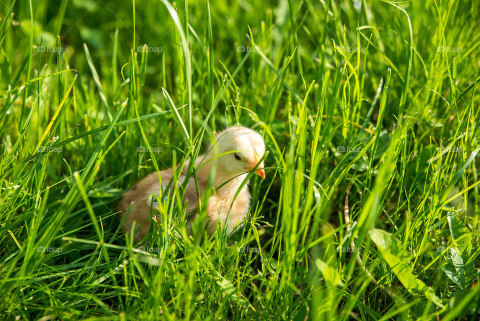 Chicken in the grass