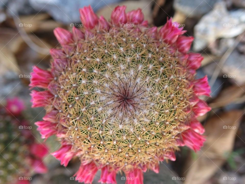 Flowering cactus 