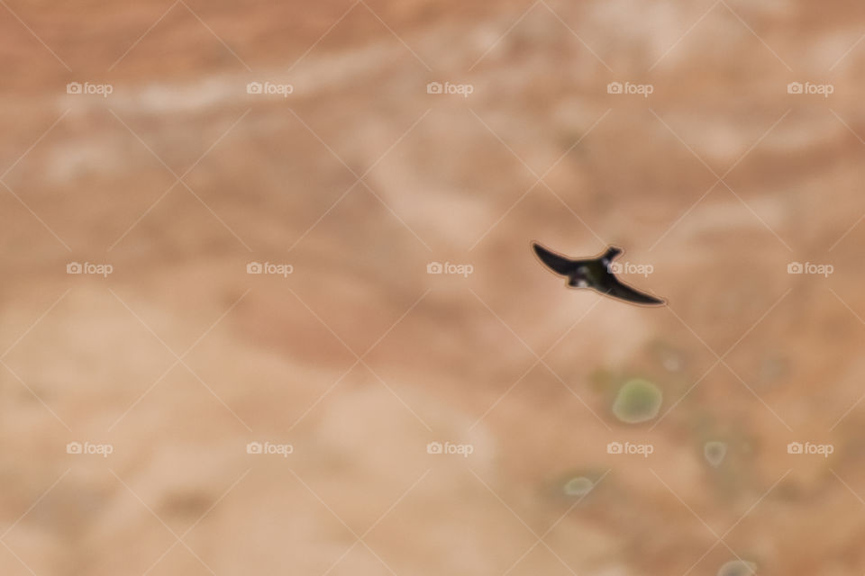 A bird soaring over a Grand Canyon gorge
