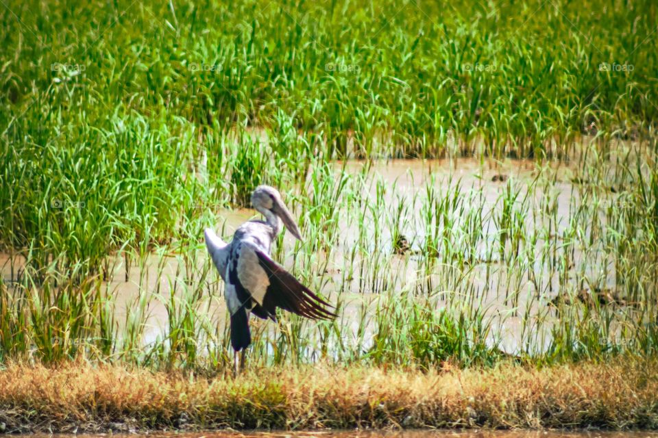 A stork standing and opening its wings towards the sun in paddy field