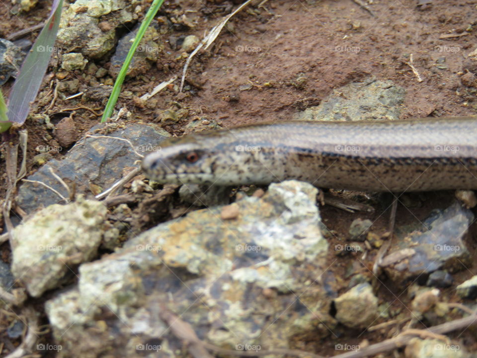 Mauntain Stolovi Serbia snaje resting on warm rock