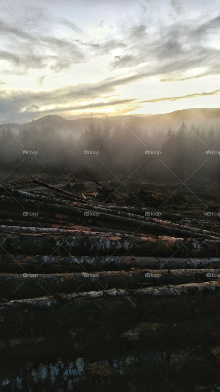 Foggy Clear Cut Log Pile. Hazy pile of timber in deforestation clear cutting with foggy sunset