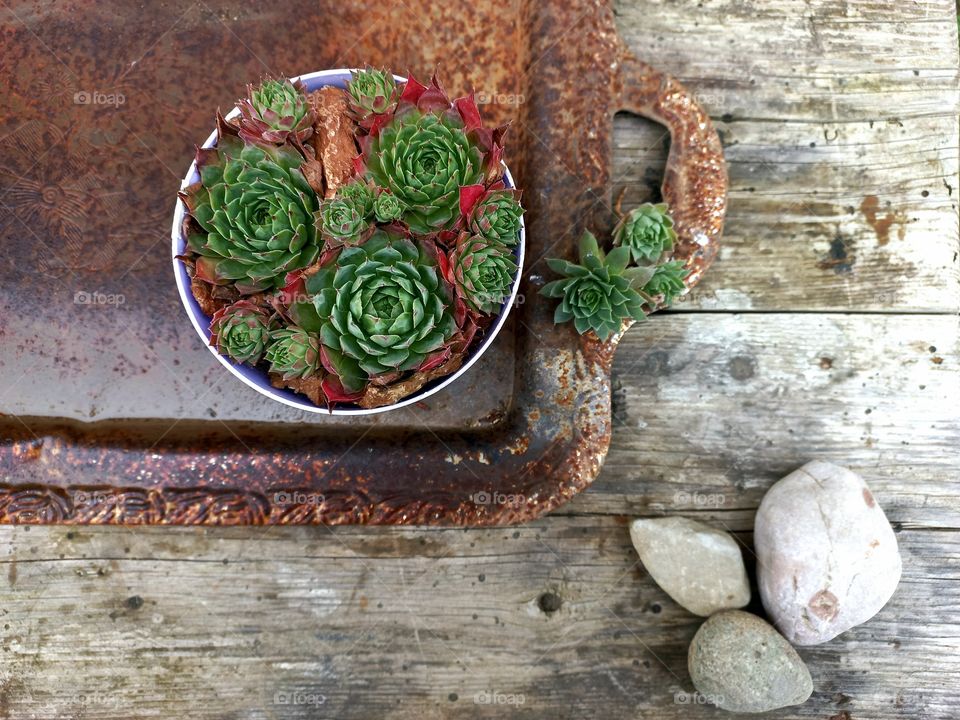 flowers,chlorophytum stone rose on an old tray