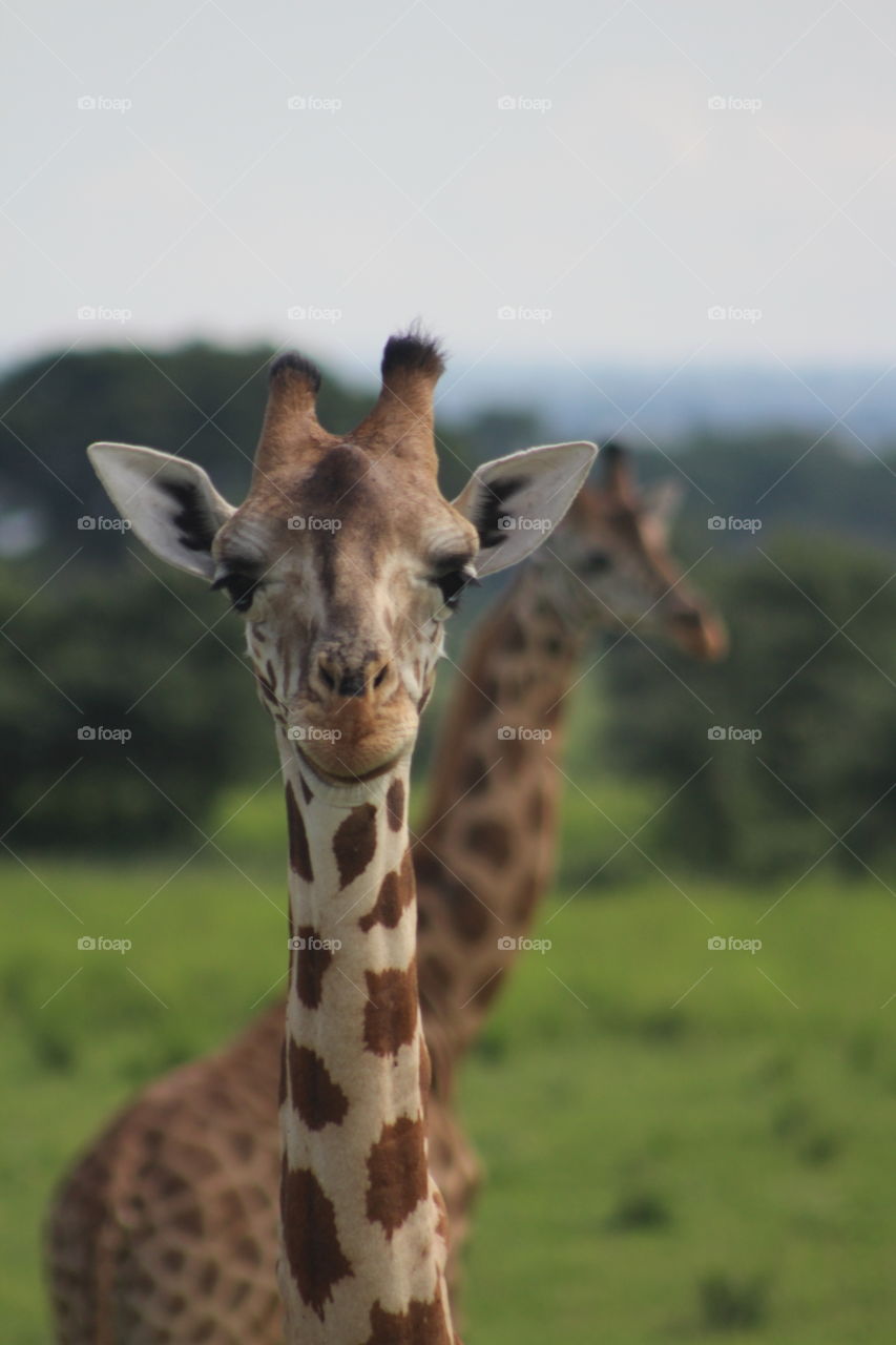 Giraffes on giraffes