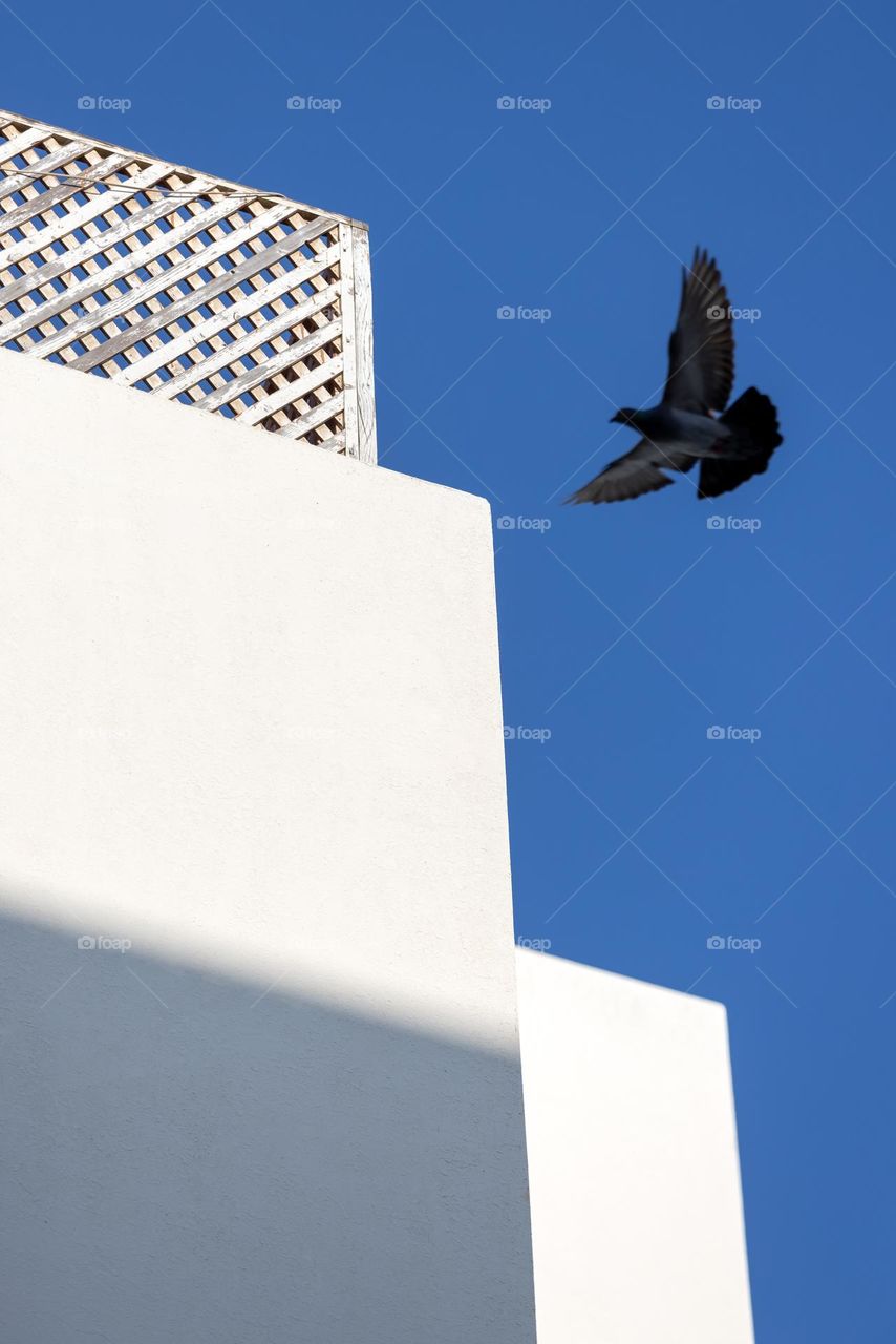 Pigeon flying towards white tower