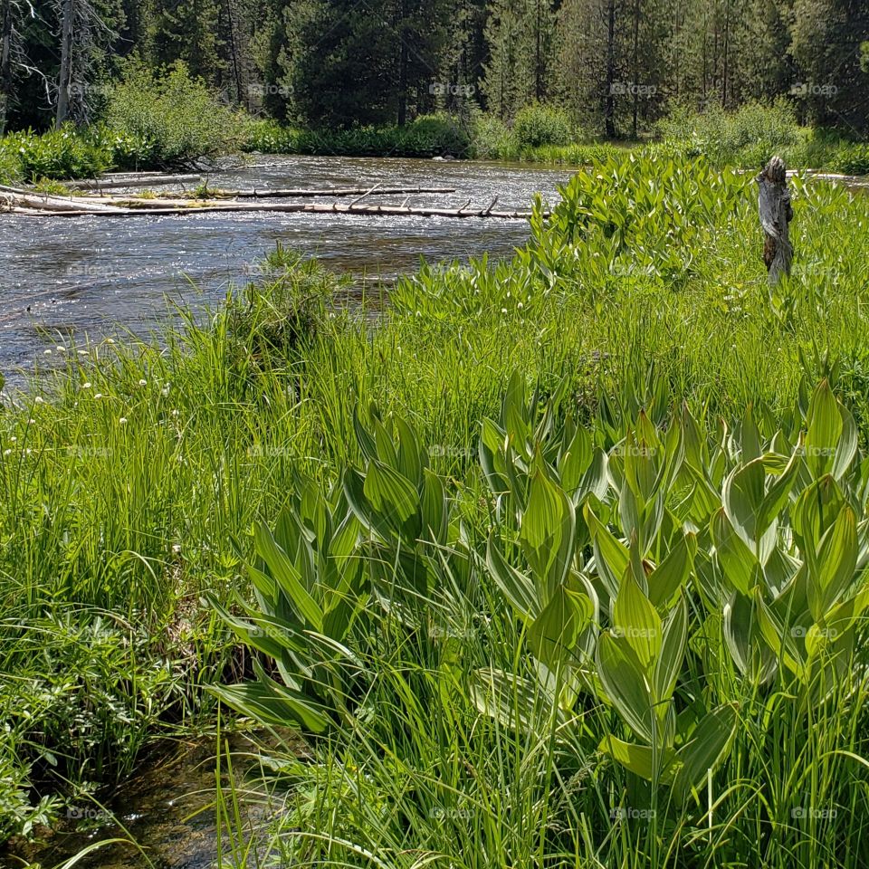 Thick green leafed lily plants along the lush green banks of the Deschutes River running through the forests of Central Oregon on a sunny summer day.