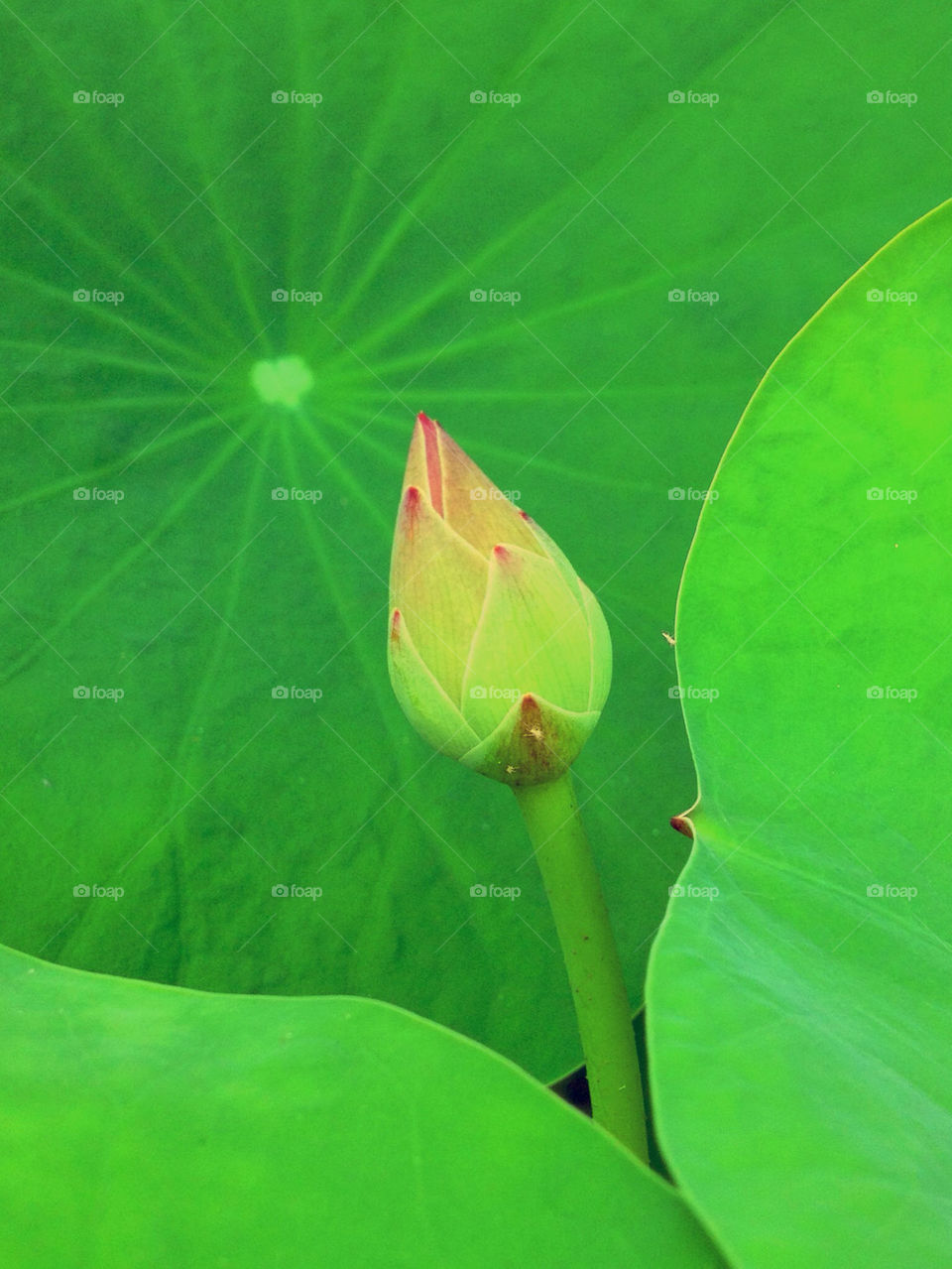 green flower leaf lotus by ptheerak
