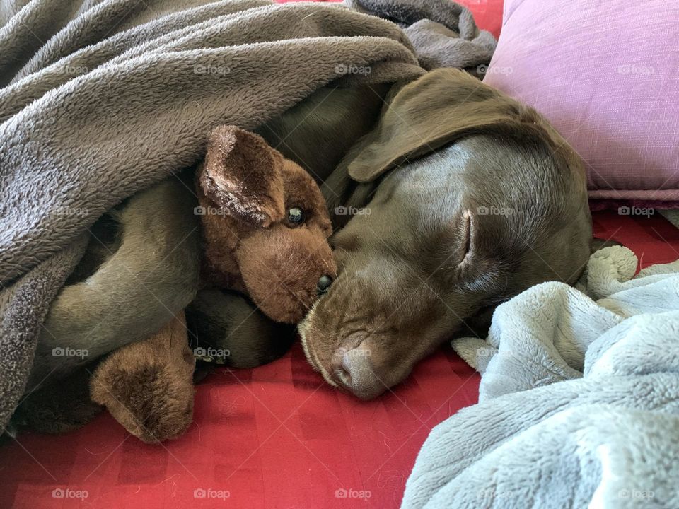 sleepy puppy with stuffed puppy