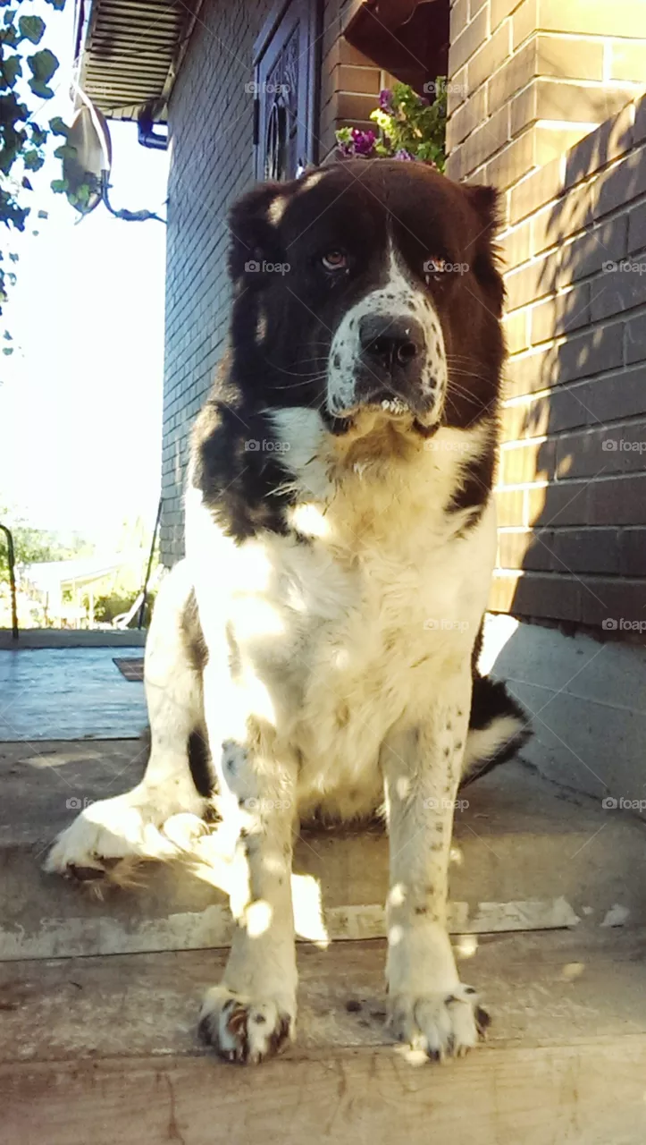 Dog, Mammal, Animal, Canine, Pet