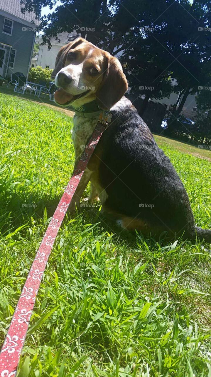 Happy Beagle!