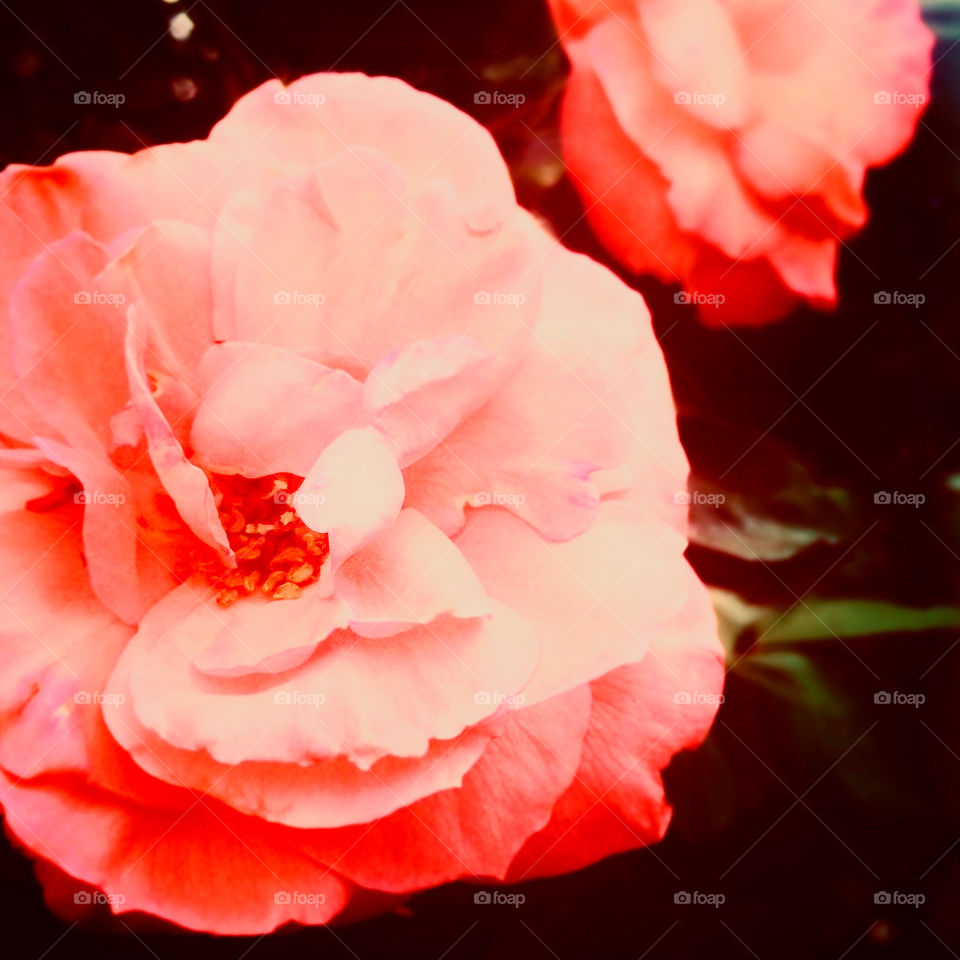 🌹 🇺🇸 Very beautiful flowers to brighten our day.  Live nature and its beauty. Did you like the delicate petals? / 🇧🇷 Flores muito bonitas para alegrar nosso dia. Viva a natureza e sua beleza. Gostaram das pétalas delicadas? 