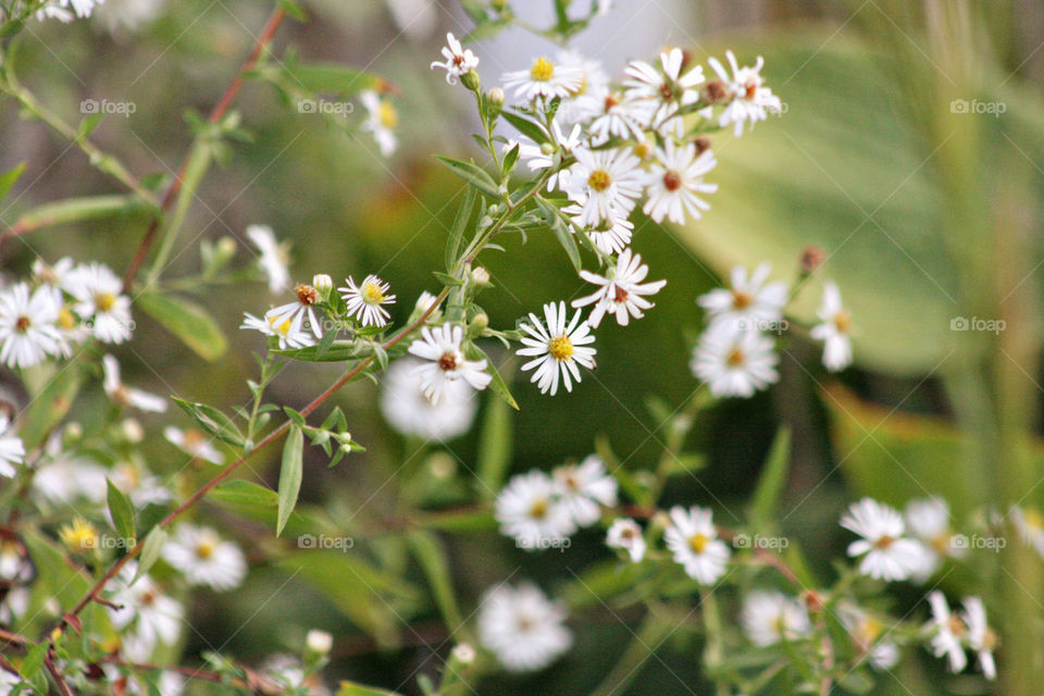 Tiny white flowers blooming