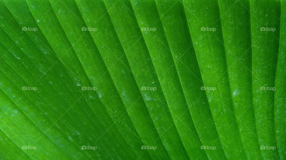 large leaf