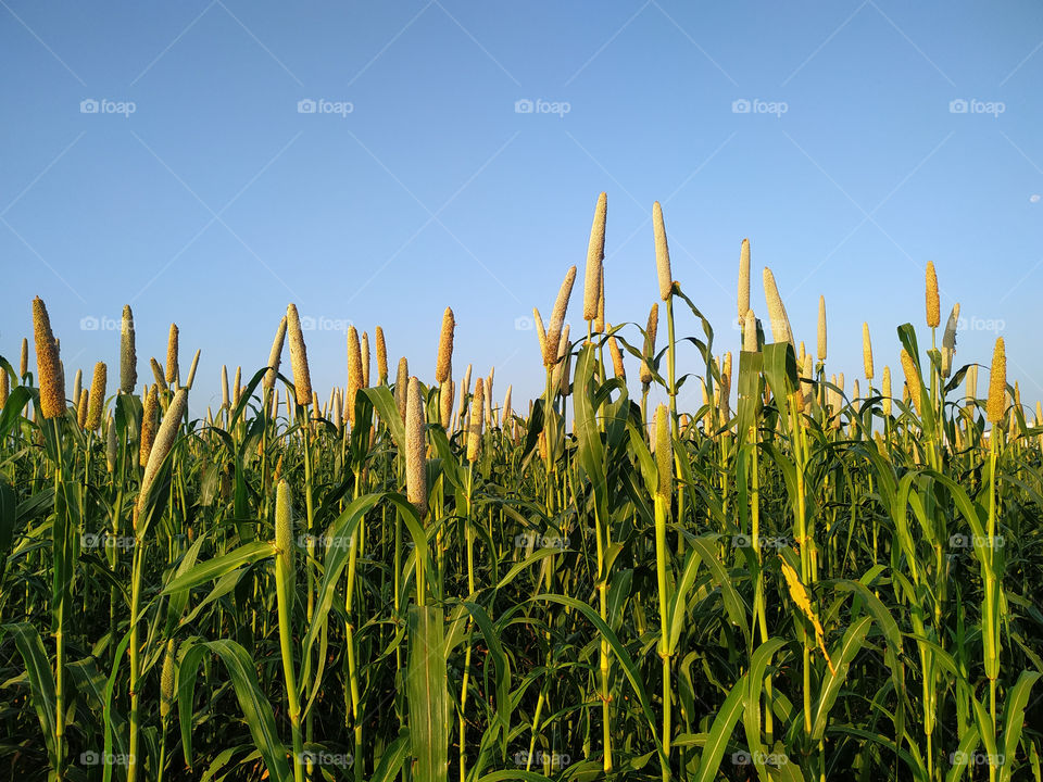 Pearl Millet Field in Rajasthan India. The Crop is Know as Bajra or Bajri Agriculture