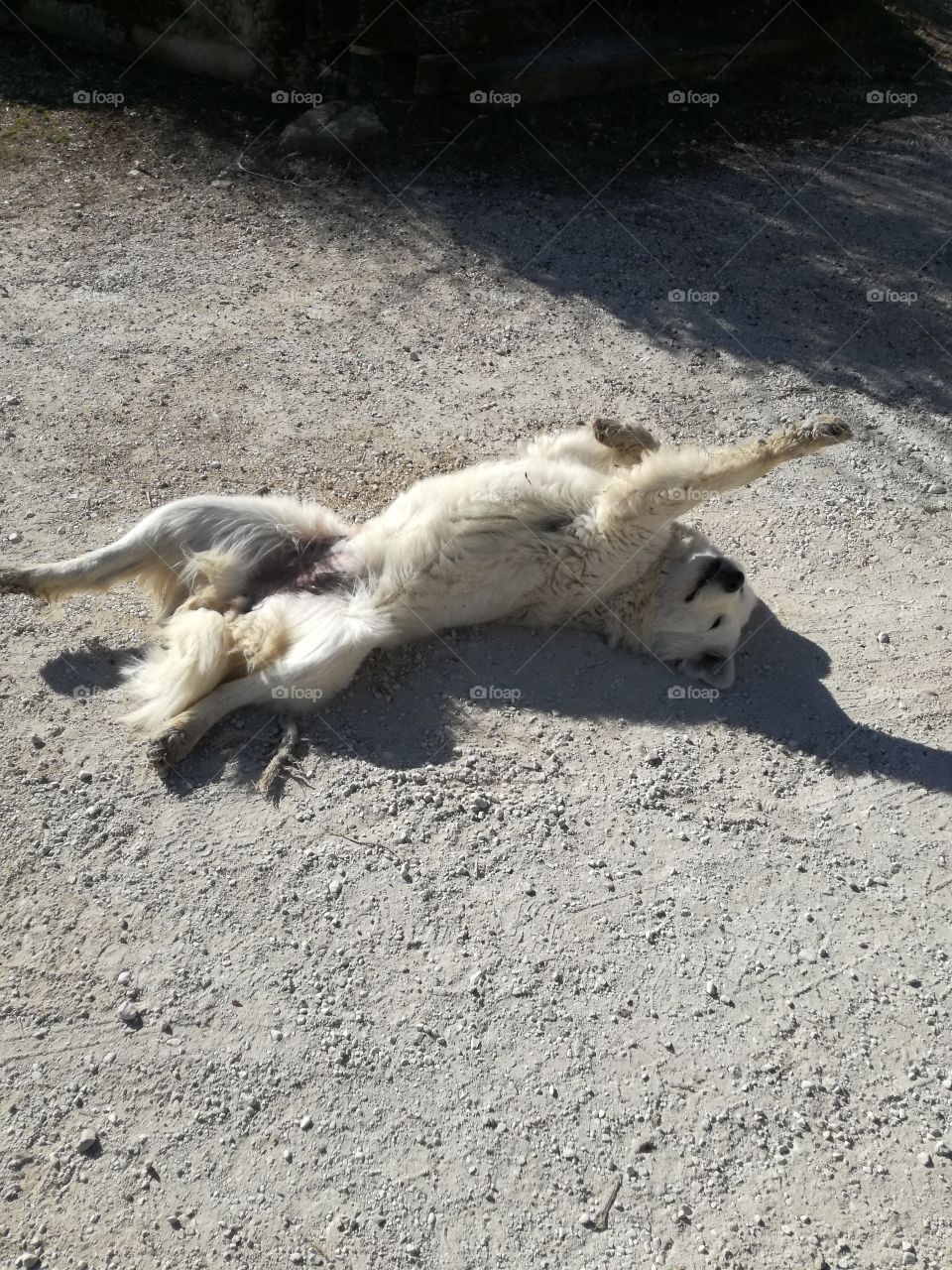 The dog is ok under the spring sun