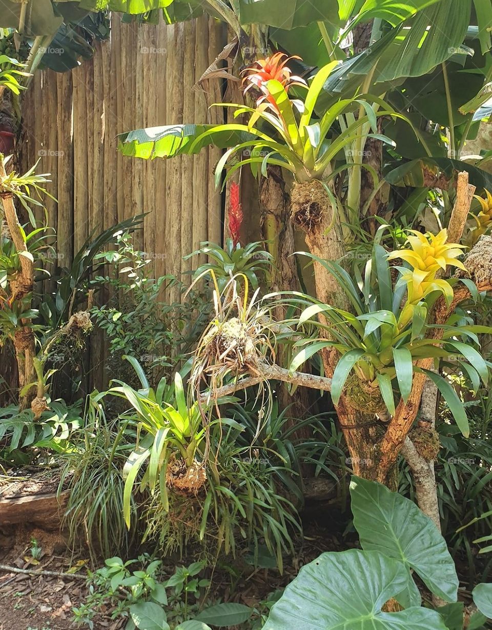 bromeliad garden