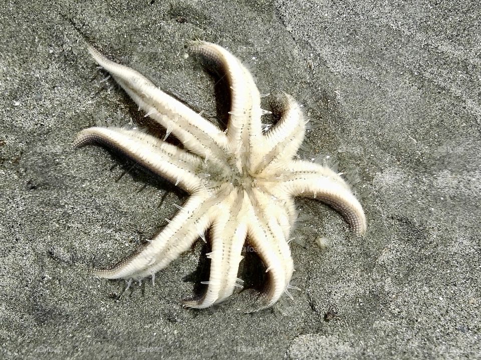 Live starfish in the sand near the sea