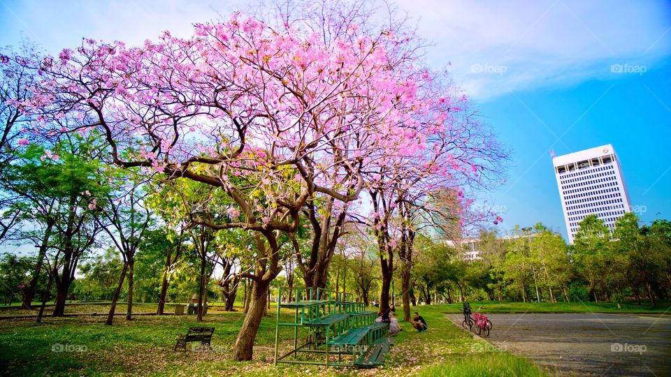 Tabebuia rosea, also called pink poui, and rosy trumpet tree is a neotropical tree