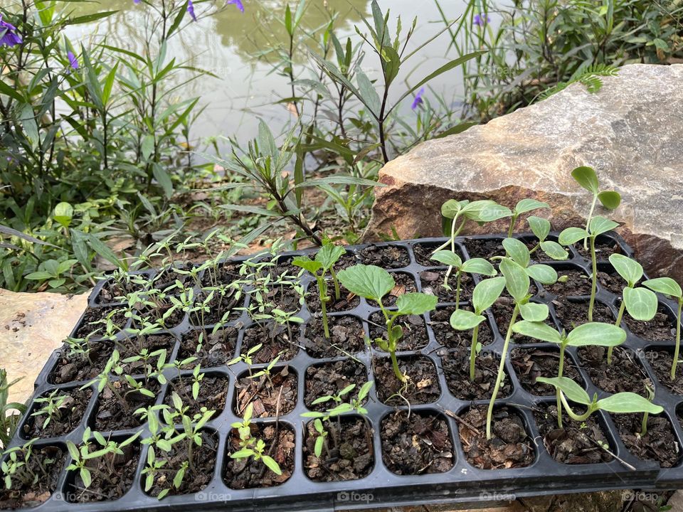 Plant Plants to Celebrate Earth Day, Thailand.