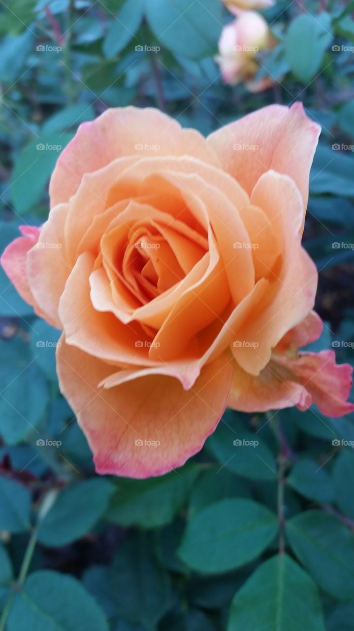 Close-up of peach flower