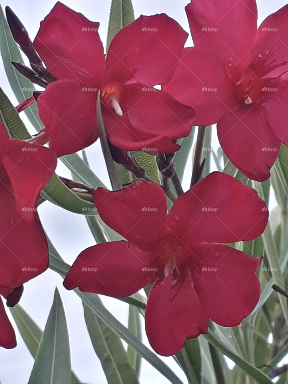 red oleander