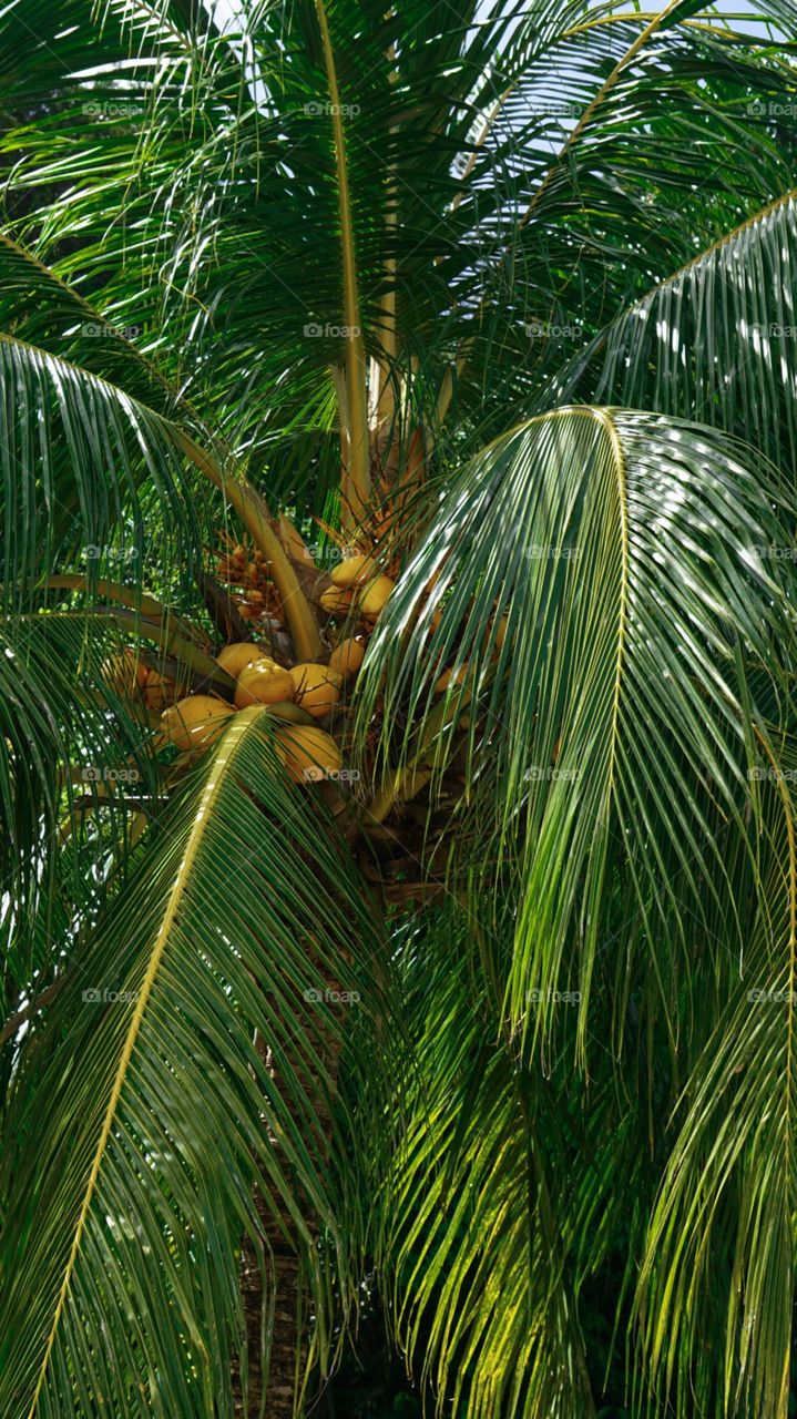 Coconut palm outside Penang national park, Malaysia