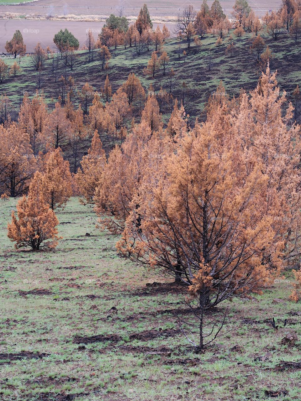 The aftermath of a fire a year ago leaves a forest of juniper trees blackened and contrasting with fresh green spring grass on a hill overlooking Central Oregon farmland.