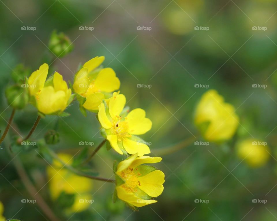 Spring flowers