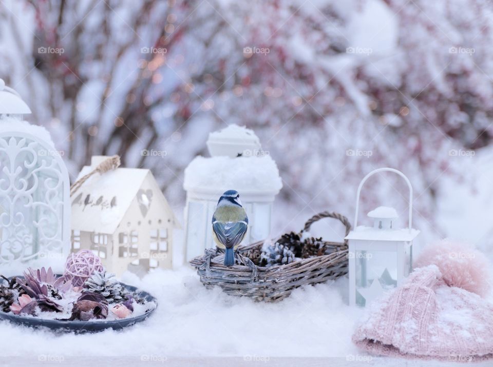 Blue tit bird Winter still life 