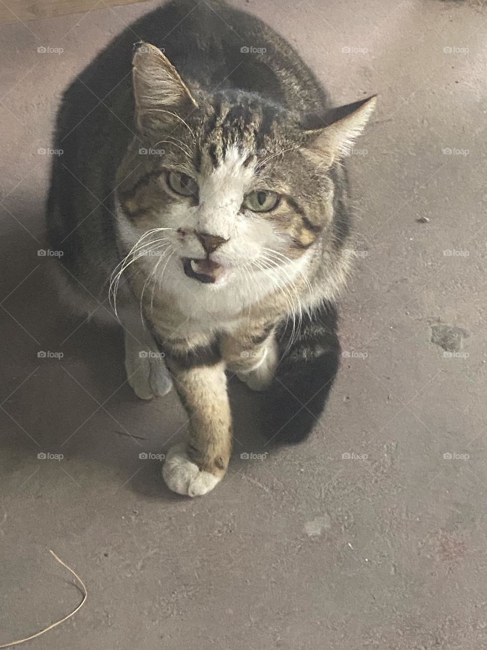 The cat trying to communicate with me!🐱