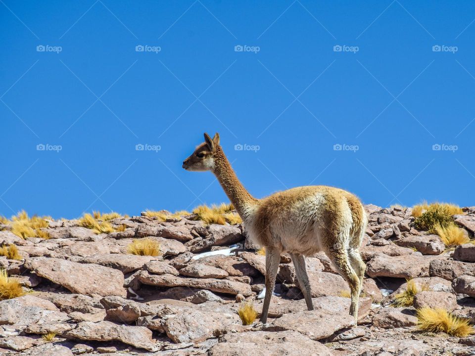 Vicuña in San Pedro de Atacama 