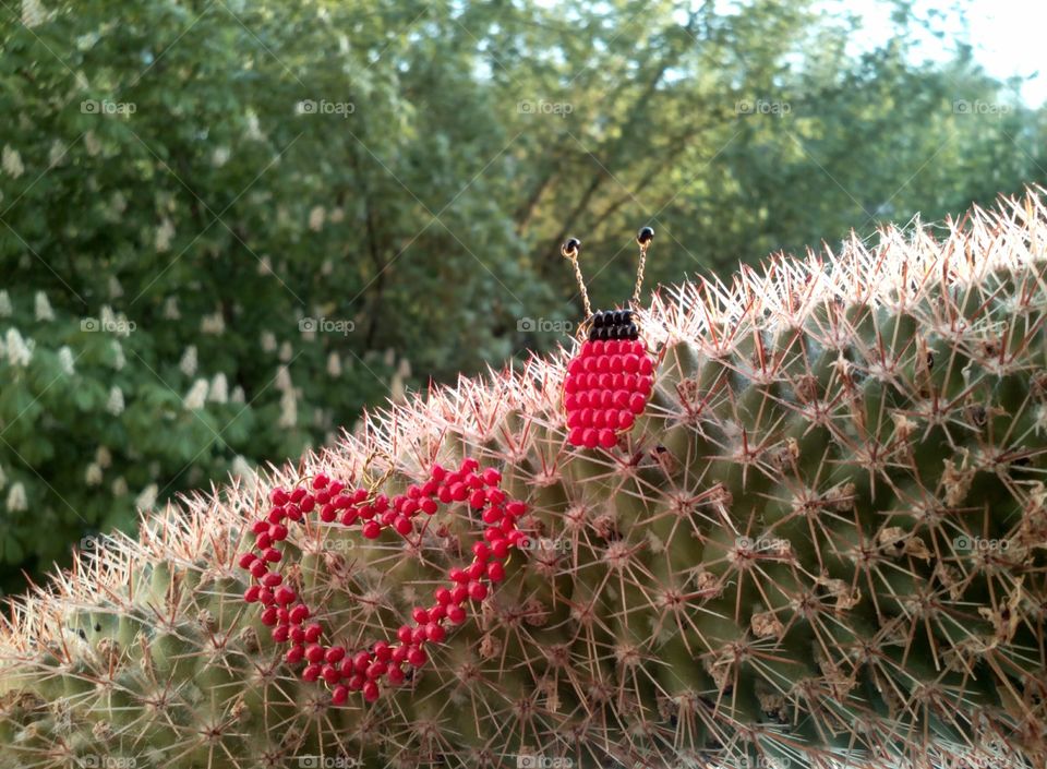 Cactus, Nature, Sharp, Spine, Flora