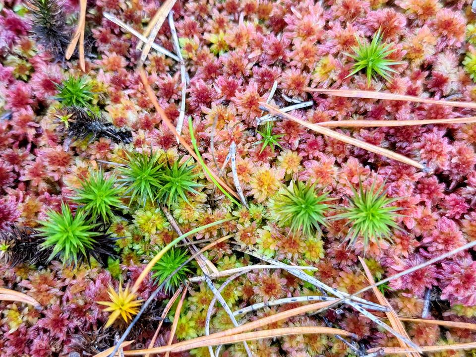 Close up macro of colorful bright moss species 