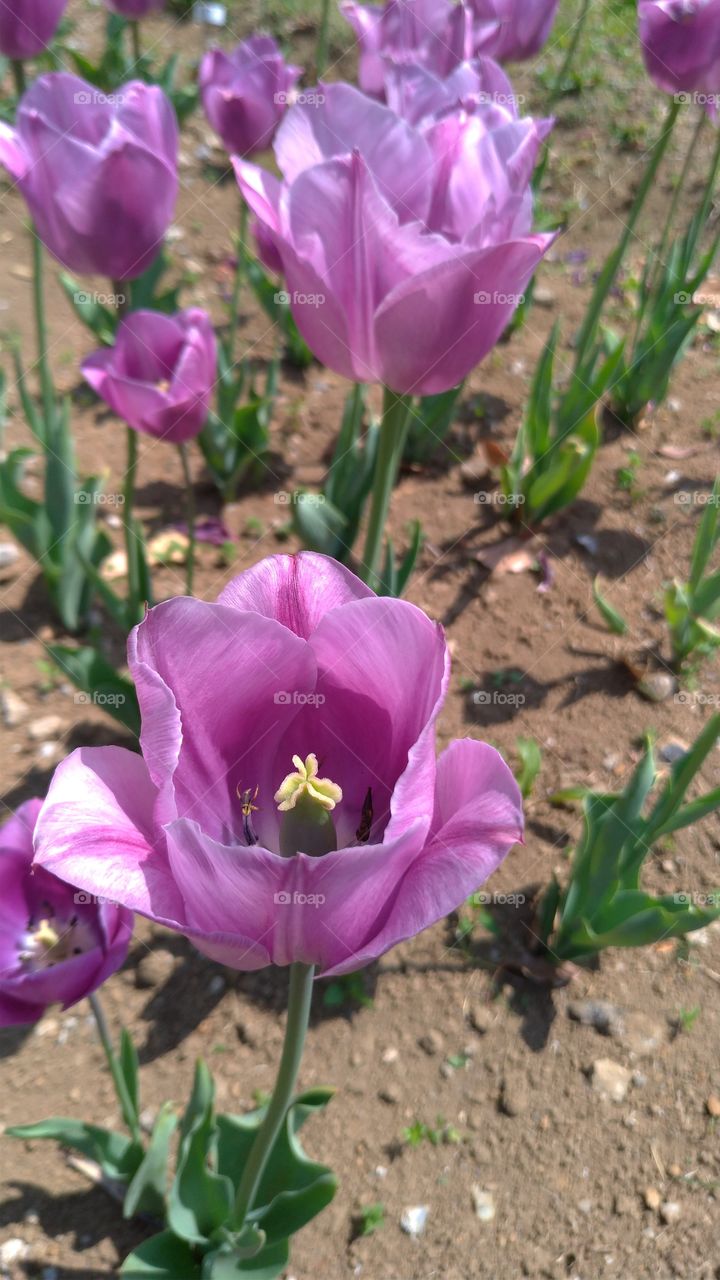 Tulip