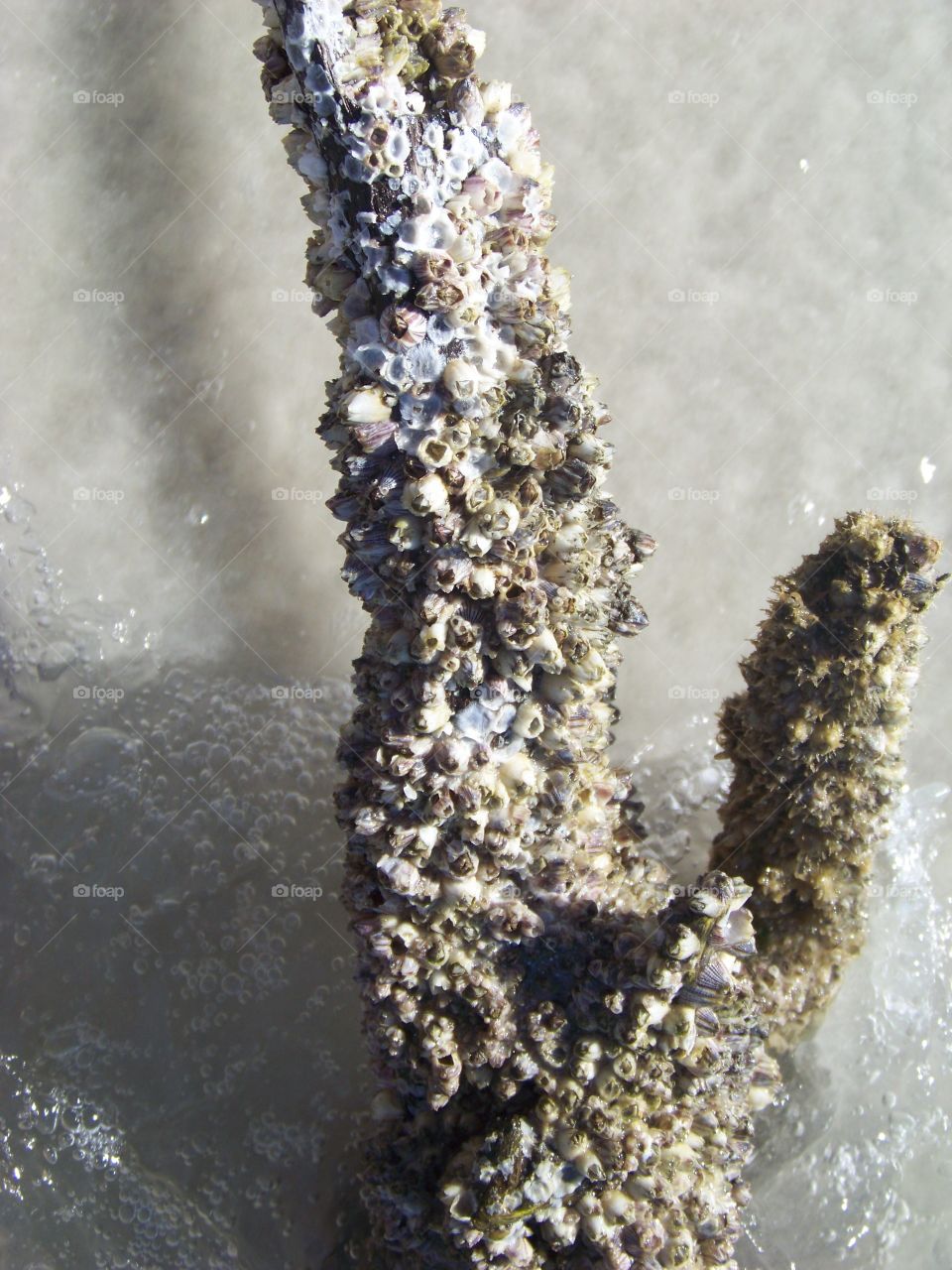 Barnacles on driftwood in the ocean