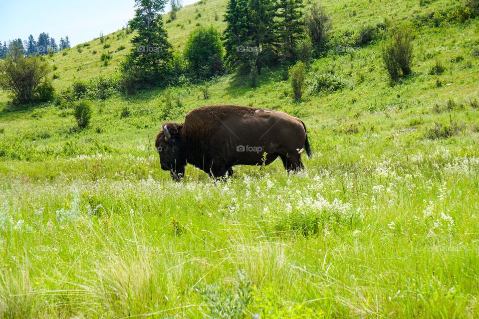 An adult male Bison stands in a field at the Bison National Range in northwest Montana