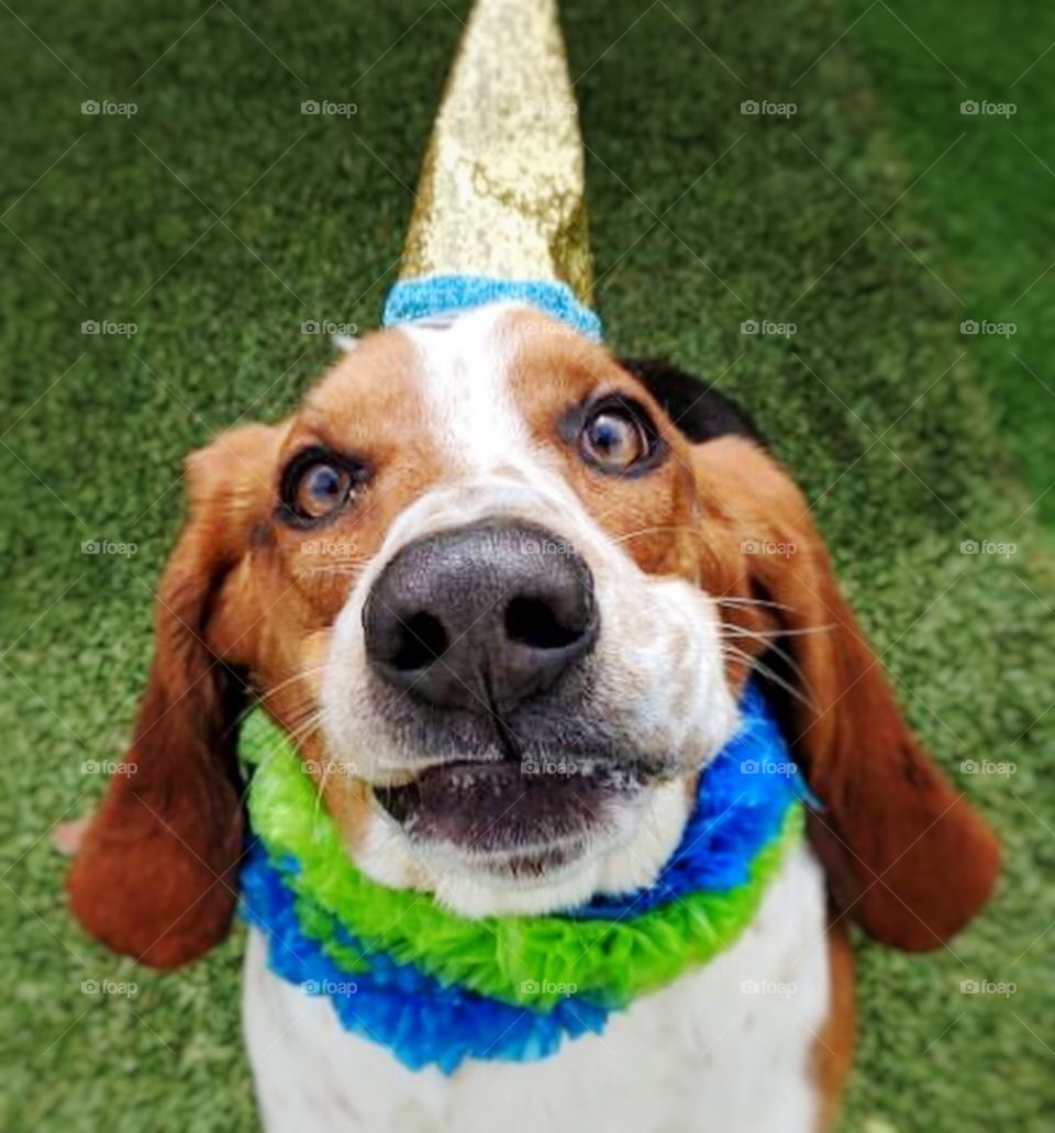 Happy first birthday Otis the Bassett hound! 