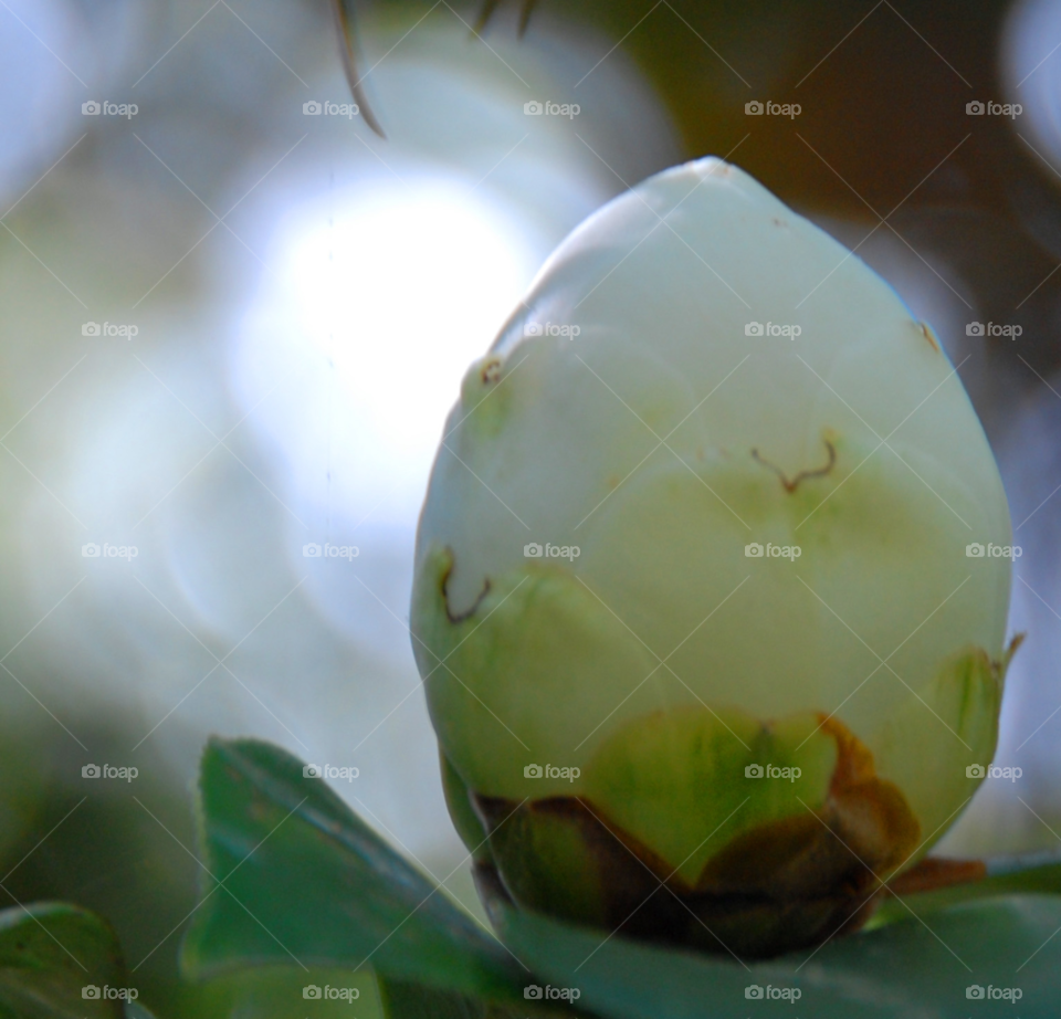 flower baby tree bud by lightanddrawing