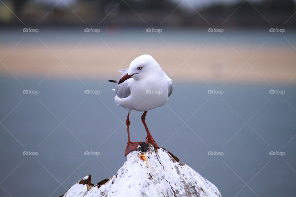 Close-up of a seagull