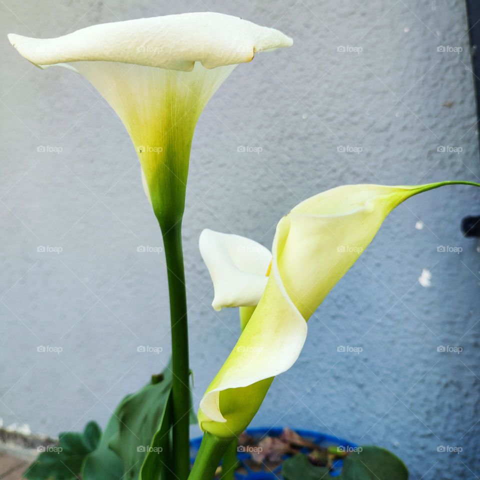 Arum-lily, flowers