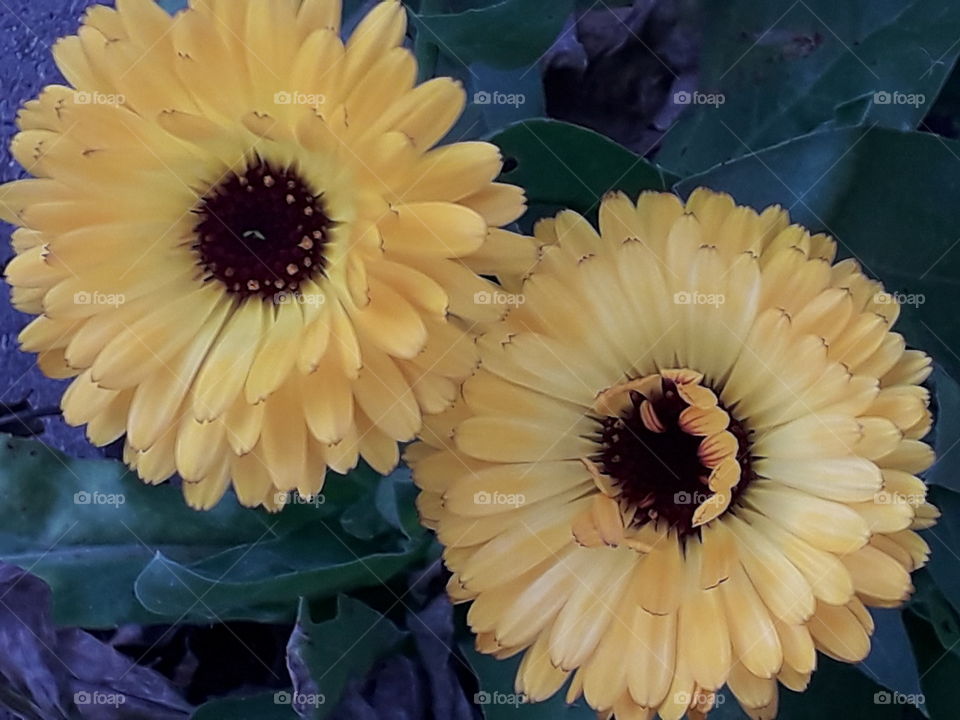 garden in autumn  - yellow marigolds flowers