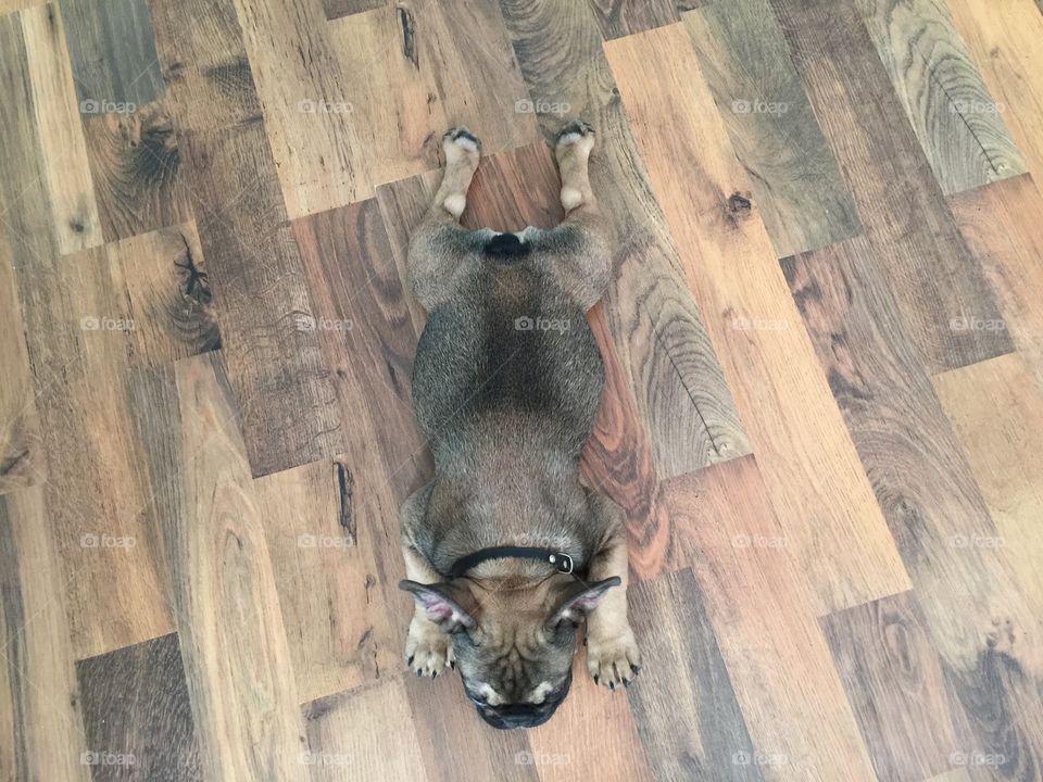 French Bulldog relaxed and stretched out