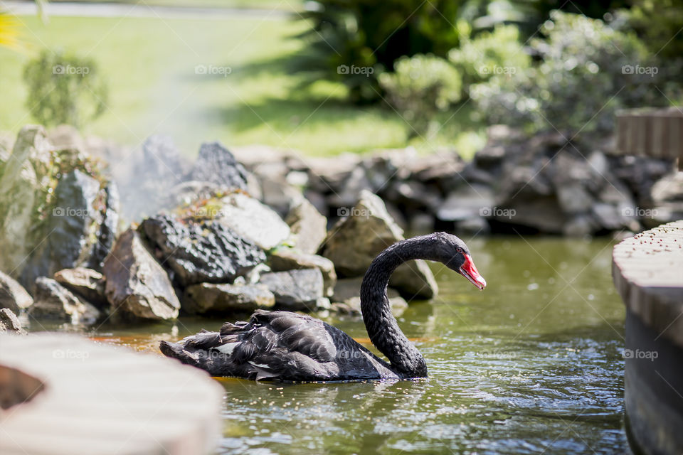 nature 
black bird 
swan