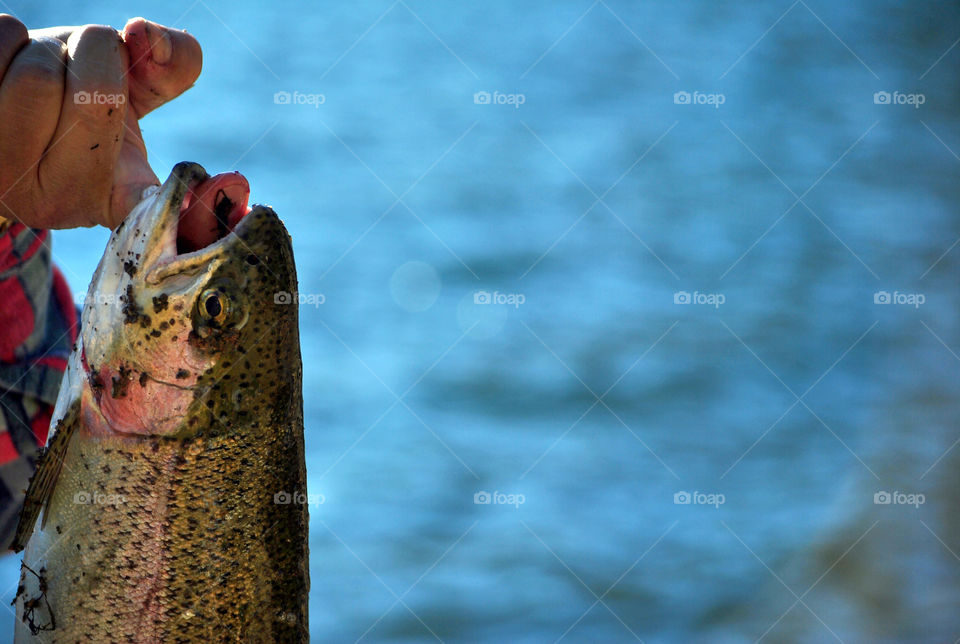 Fresh catch trout fish in lake