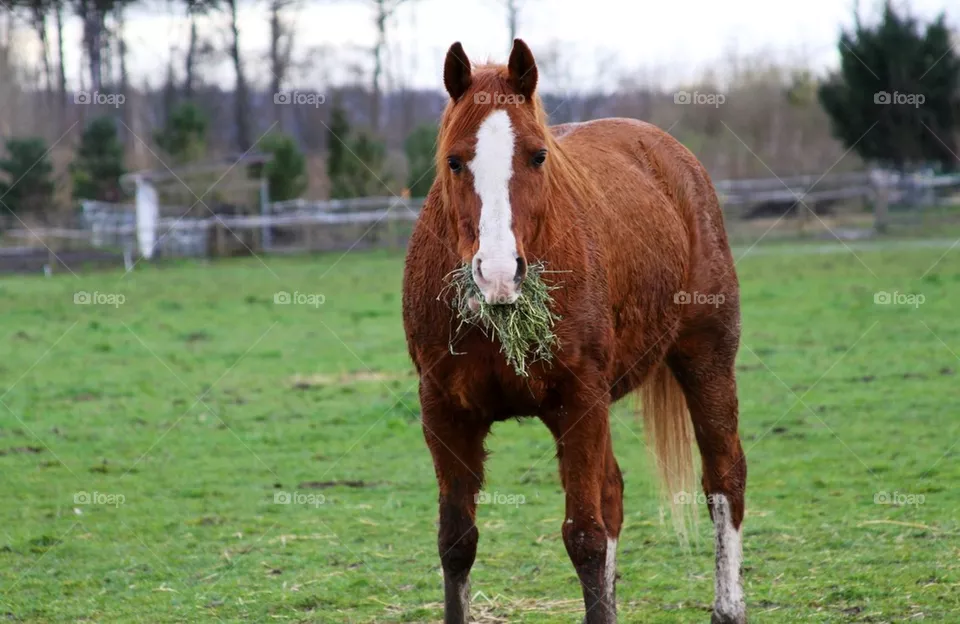 Horse
