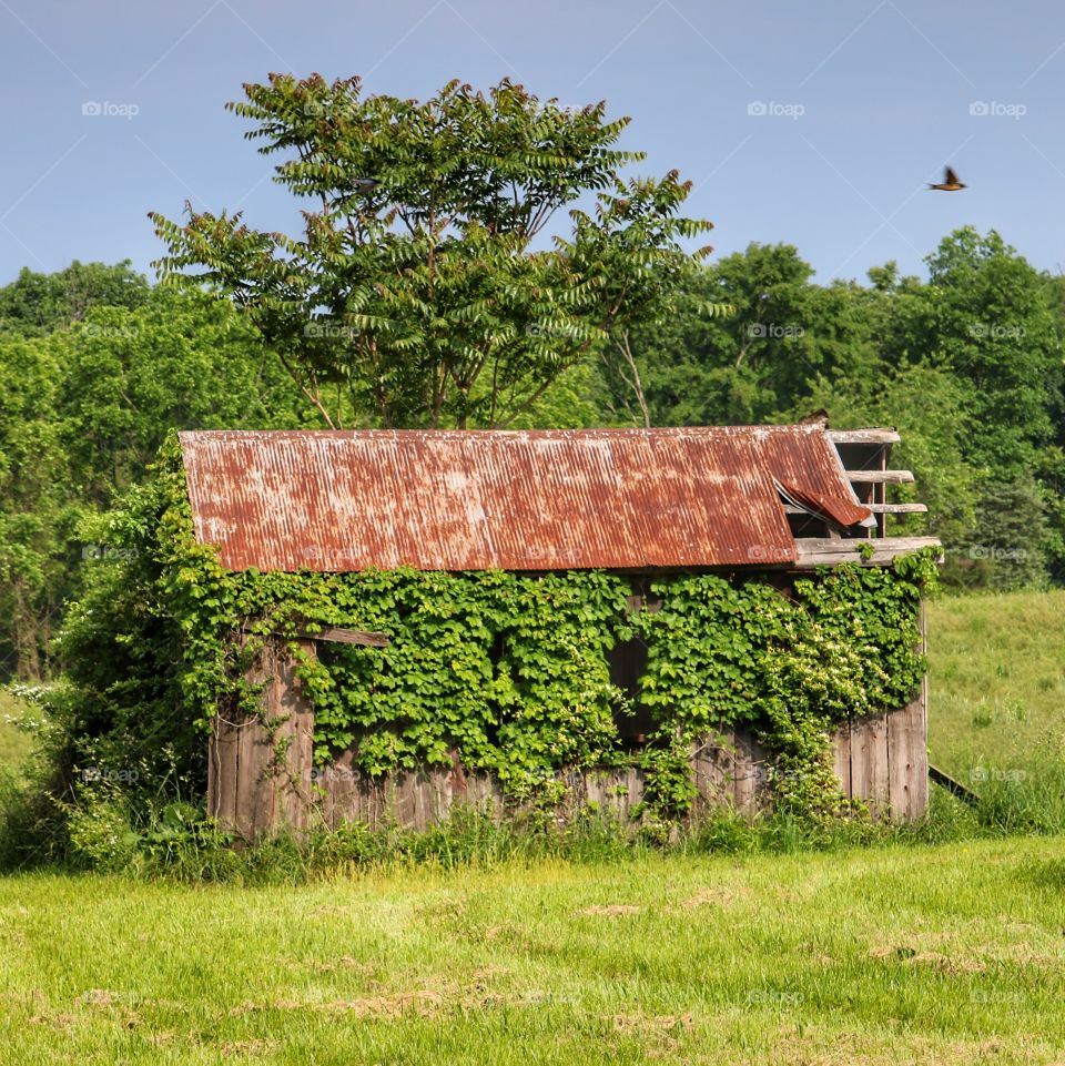 abandoned building draped in honeysuckle