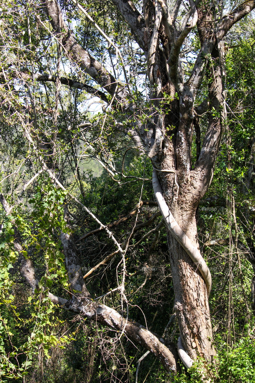 African forest